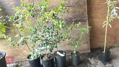4 QUERCUS AGRIFOLIA