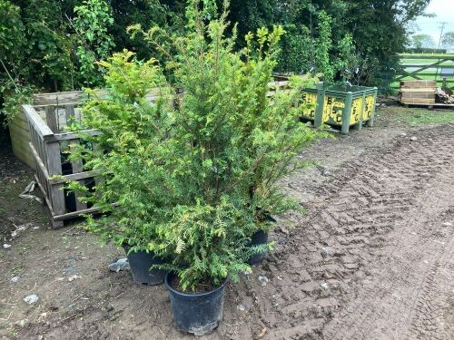 3 YEW TREES