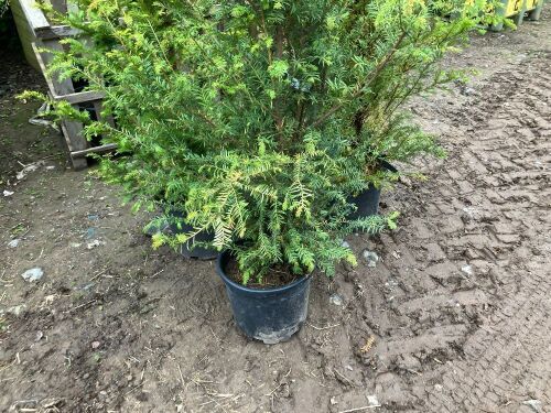 3 YEW TREES