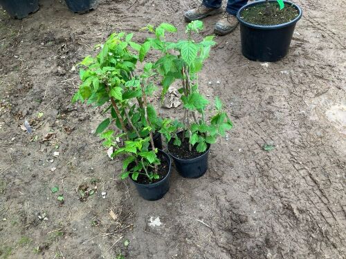3 RASPBERRY PLANTS
