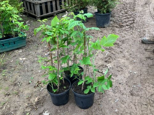 3 RASPBERRY PLANTS