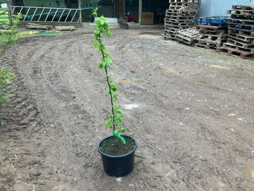 PEAR TREE