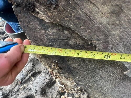 LENGTH OF OAK WOOD