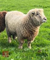 PEDIGREE SOUTHDOWN SHEARLING RAM - 3