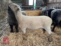 PEDIGREE SOUTHDOWN SHEARLING RAM - 6