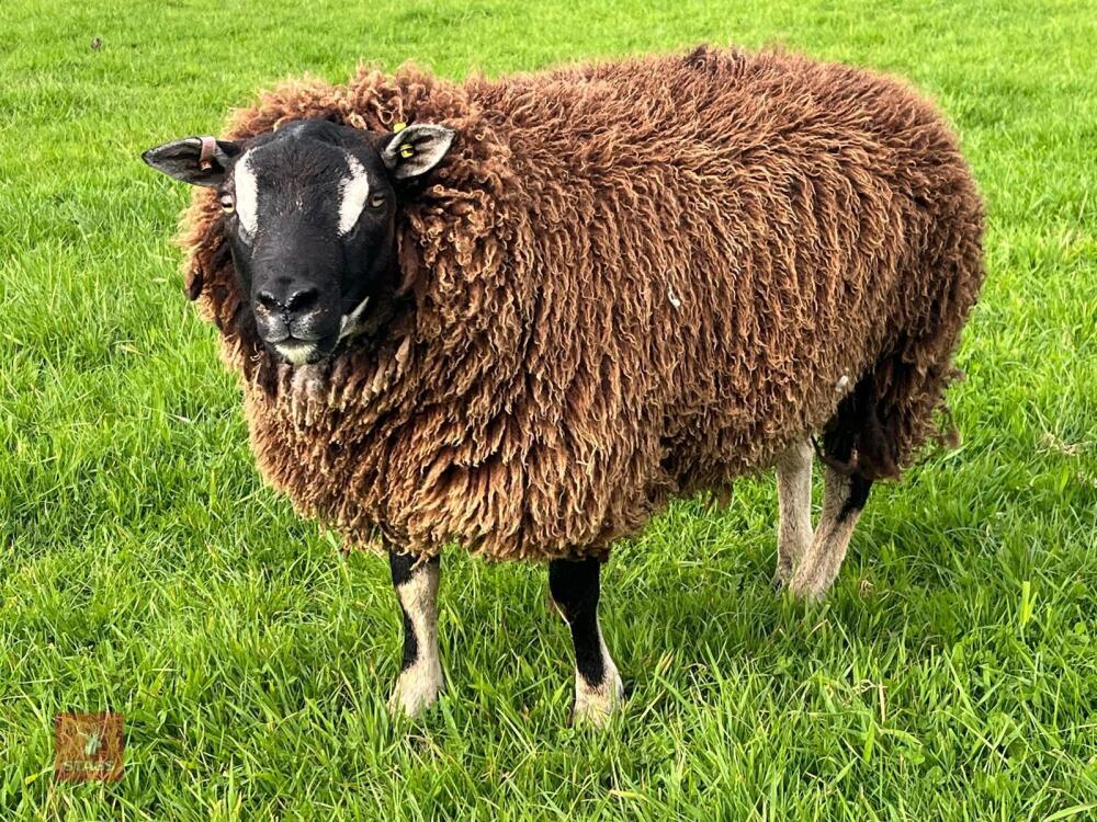 1YO BADGERFACE TEXEL RAM