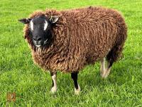 1YO BADGERFACE TEXEL RAM