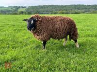 1YO BADGERFACE TEXEL RAM - 2
