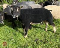 1YO BADGERFACE TEXEL RAM - 5