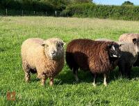 1YO BADGERFACE TEXEL RAM - 7