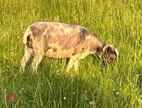 2YO JACOB EWE - 2