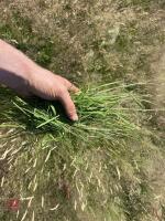 100 ROUND BALES OF 2026 HAY - BIDS PER BALE - 2