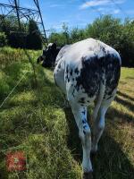 2YO BRITISH BLUE STEER - 3