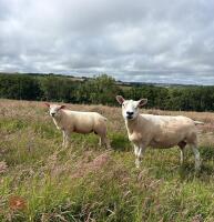 4MO CHARTEX RAM LAMB