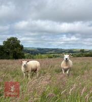 4MO CHARTEX RAM LAMB - 2