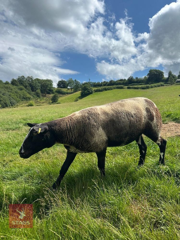 PEDIGREE DUTCH SPOTTED SHEARLING EWE