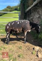 PEDIGREE DUTCH SPOTTED SHEARLING RAM