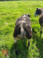 PEDIGREE DUTCH SPOTTED SHEARLING RAM - 2