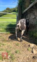PEDIGREE DUTCH SPOTTED SHEARLING RAM - 4