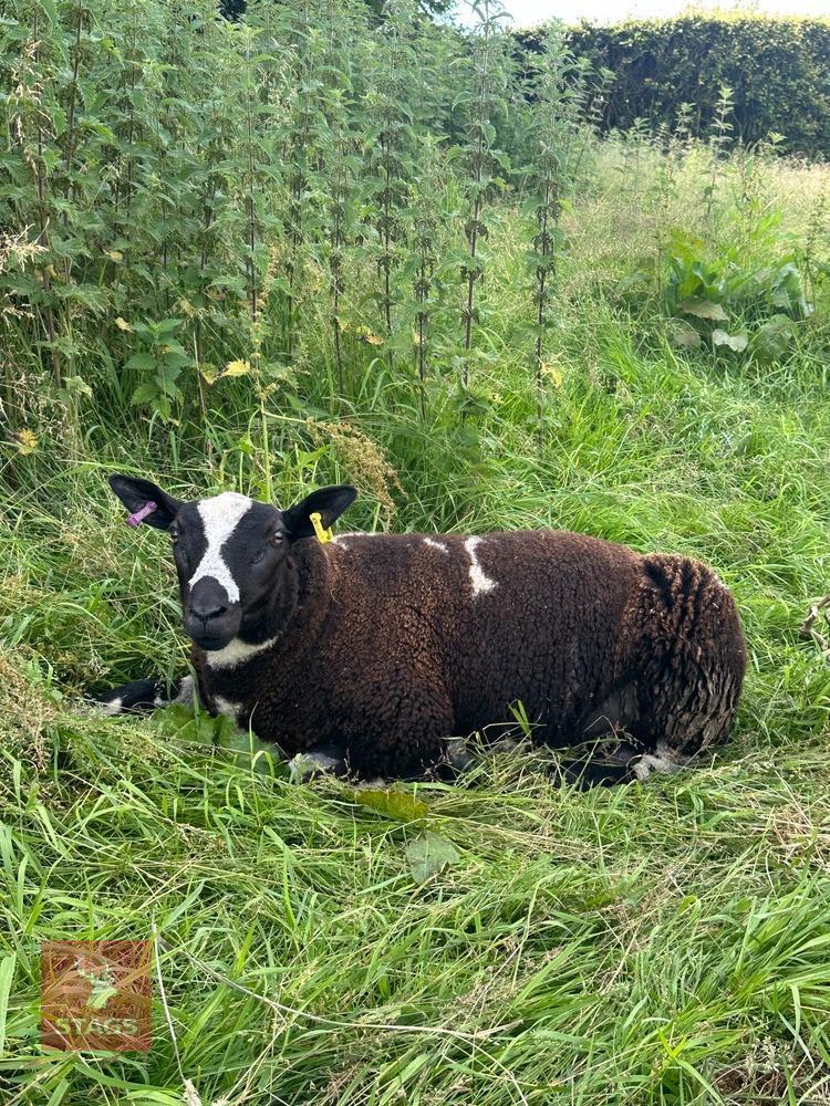 PEDIGREE DUTCH SPOTTED RAM LAMB
