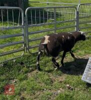 PEDIGREE DUTCH SPOTTED RAM LAMB - 2