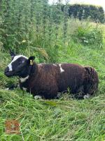 PEDIGREE DUTCH SPOTTED RAM LAMB - 3