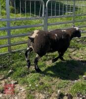 PEDIGREE DUTCH SPOTTED RAM LAMB - 4