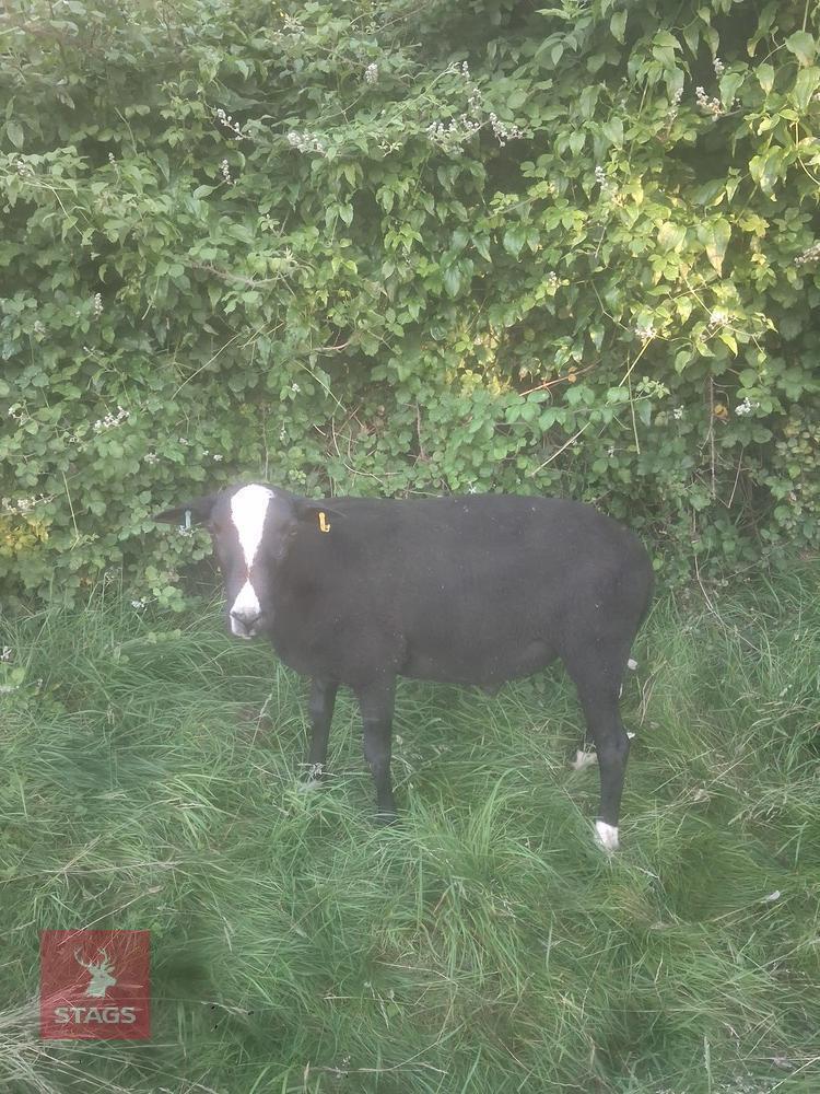 1YO PEDIGREE ZWARTBLE RAM