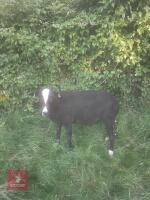 1YO PEDIGREE ZWARTBLE RAM