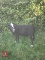1YO PEDIGREE ZWARTBLE RAM - 2