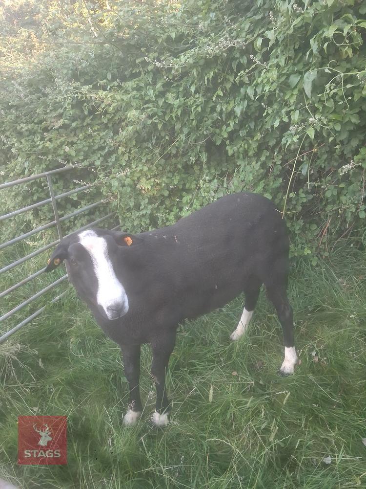 2YO PEDIGREE ZWARTBLE RAM