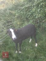 2YO PEDIGREE ZWARTBLE RAM