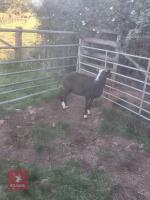 2YO PEDIGREE ZWARTBLE EWE