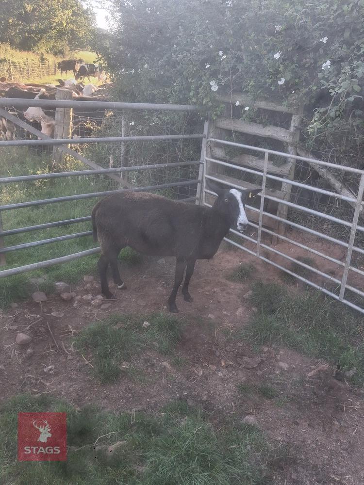 3YO PEDIGREE ZWARTBLE EWE