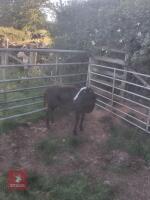 3YO PEDIGREE ZWARTBLE EWE - 2