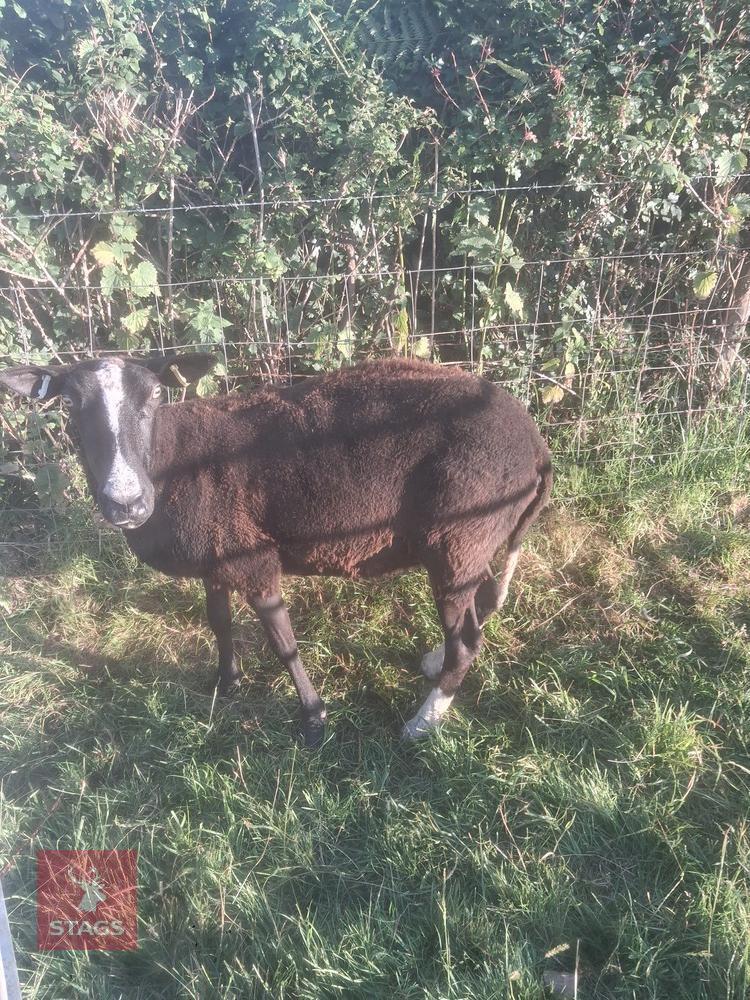 3YO PEDIGREE ZWARTBLE EWE