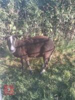 3YO PEDIGREE ZWARTBLE EWE