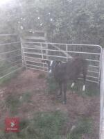 3YO PEDIGREE ZWARTBLE EWE