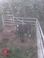 3YO PEDIGREE ZWARTBLE EWE - 2