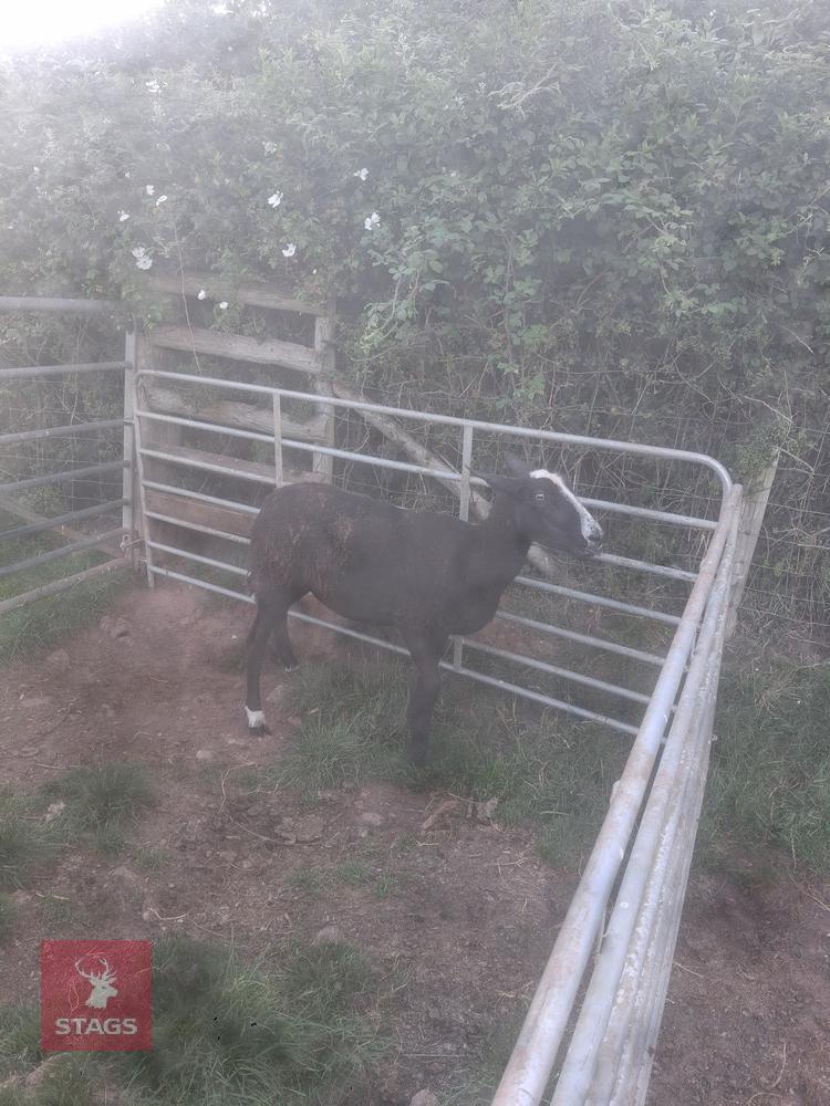 3YO PEDIGREE ZWARTBLE EWE