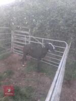 3YO PEDIGREE ZWARTBLE EWE