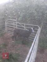 3YO PEDIGREE ZWARTBLE EWE - 2