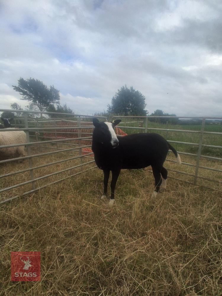 1YO PEDIGREE ZWARTBLE EWE