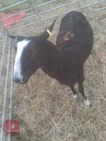 1YO PEDIGREE ZWARTBLE EWE - 3
