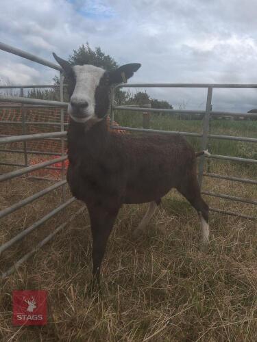 1YO PEDIGREE ZWARTBLE EWE