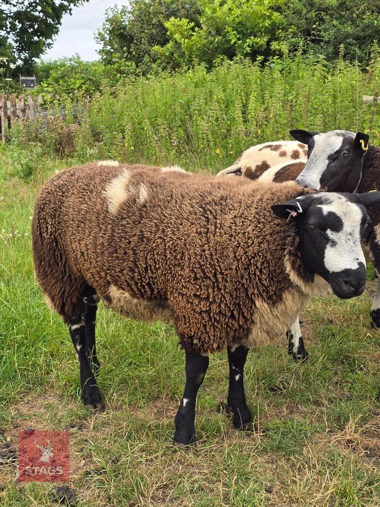 PEDIGREE DUTCH SPOTTED RAM LAMB