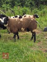 PEDIGREE DUTCH SPOTTED RAM LAMB - 2