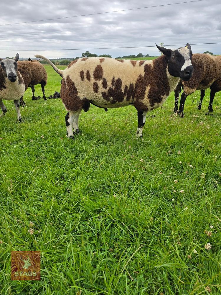 PEDIGREE DUTCH SPOTTED RAM LAMB