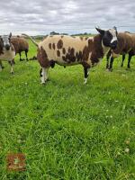 PEDIGREE DUTCH SPOTTED RAM LAMB