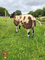 PEDIGREE DUTCH SPOTTED RAM LAMB - 2
